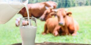 Alergia a las proteínas de la leche de la vaca dieta y recomendaciones