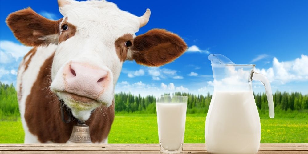 Diferencias entre alergia a la leche e intolerancia a la lactosa