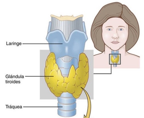 Hipotiroidismo la glandula tiroides